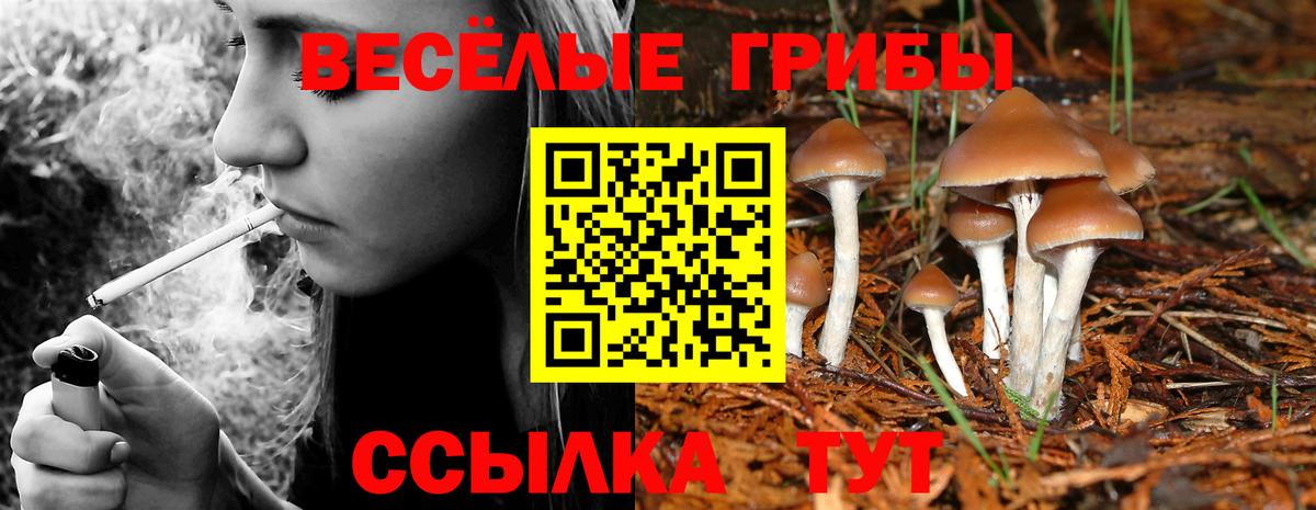Псилоцибиновые грибы Psilocybe Курчатов